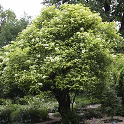 Melnais plūškoks Aurea, С3 interface.image 1 interface.art 8576