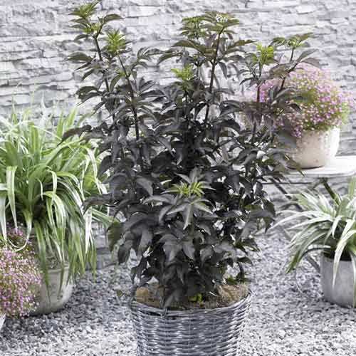 Melnais plūškoks Black Tower PBR, С5 interface.image 1 interface.art 8577