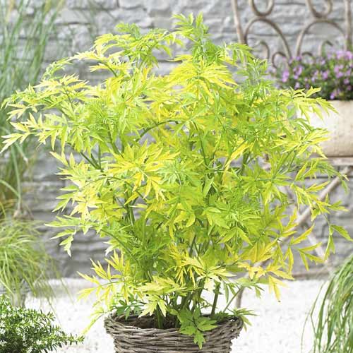 Melnais plūškoks Golden Tower PBR, С3 interface.image 1 interface.art 8578