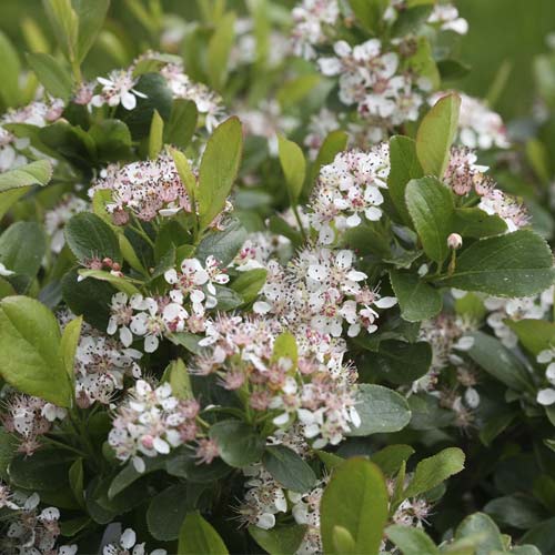 Melnaugļu aronija Melanocarpa Revontuli Spreader PBR, С3 interface.image 1 interface.art 8504