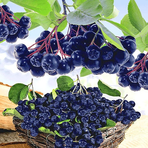 Melnaugļu aronija Melanocarpa Viking, P9 interface.image 1 interface.art 8204