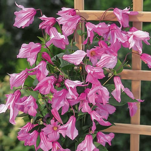 Mežvītenis Clematis Alionushka, С2 interface.image 1 interface.art 1550