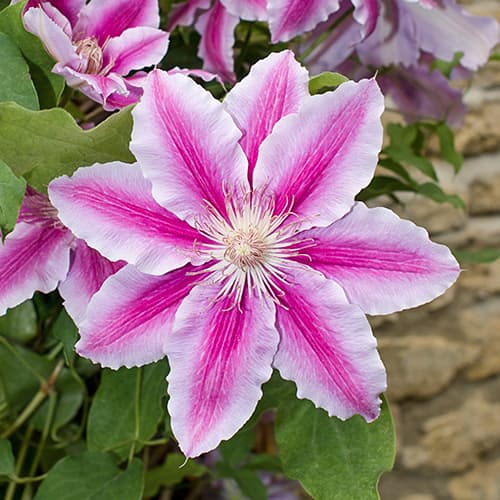 Mežvītenis Clematis Bees Jubilee, C2 interface.image 1 interface.art 9661