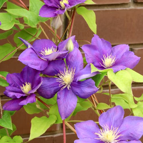 Mežvītenis Clematis Kaczynski interface.image 1 interface.art 5875