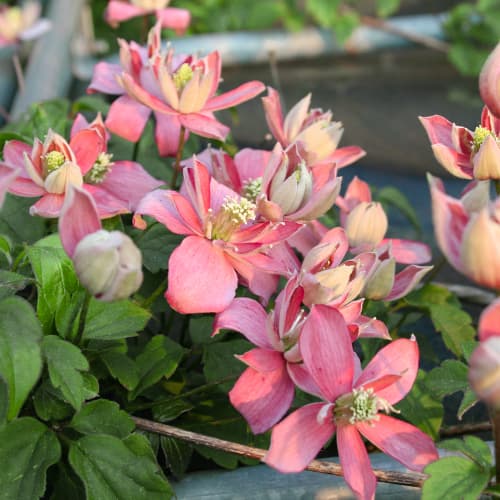 Mežvītenis Clematis Marjorie, P9 interface.image 1 interface.art 5874