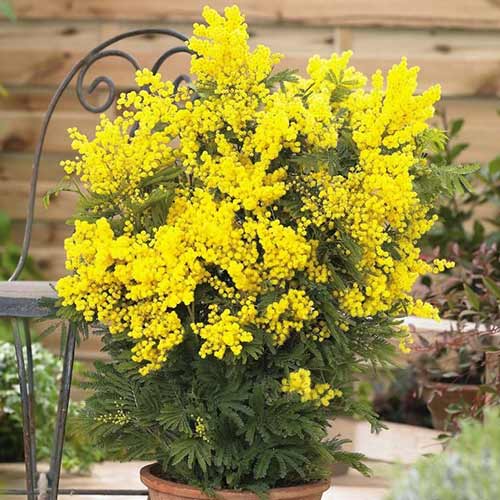 Mimoza – Acacia interface.image 1 interface.art 76633