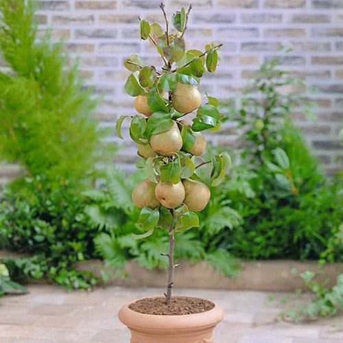 mini Bumbieris GardenPearl®, C2 interface.image 1 interface.art 1646