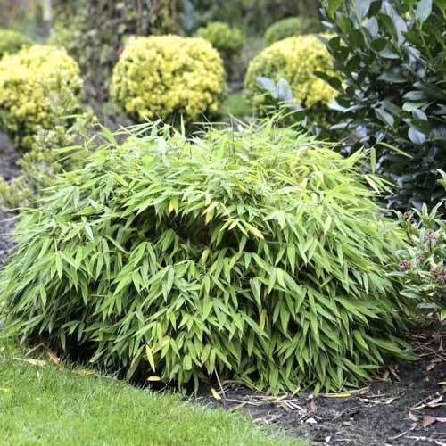 Mjurelas bambuss (Fargesia) Elias PBR, С5 interface.image 1 interface.art 8533