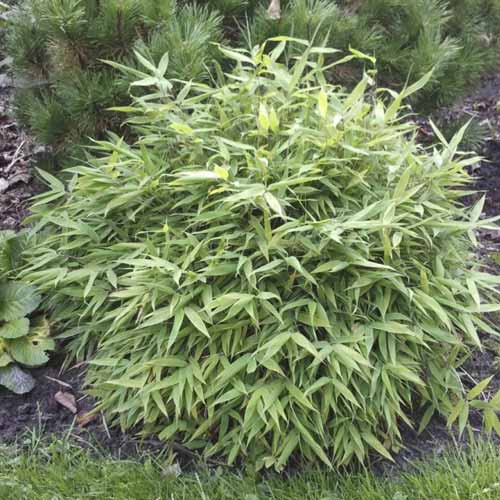 Mjurelas bambuss (Fargesia) Lolliloops PBR, С5 interface.image 1 interface.art 8534