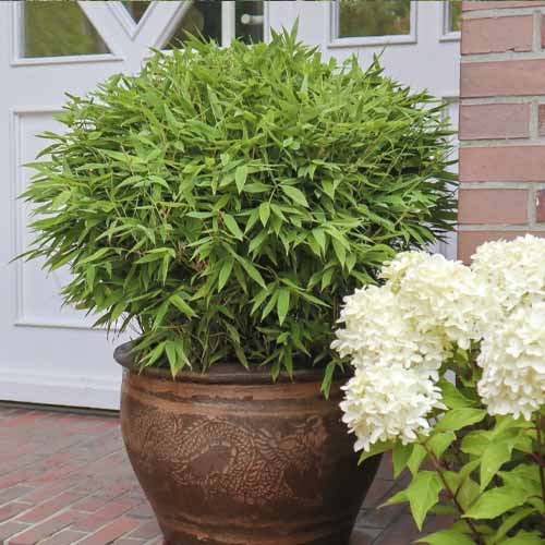 Mjurelas bambuss (Fargesia) Moontears PBR, С5 interface.image 1 interface.art 8535