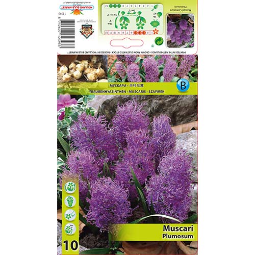 Muskares Plumosum interface.image 1 interface.art 70278