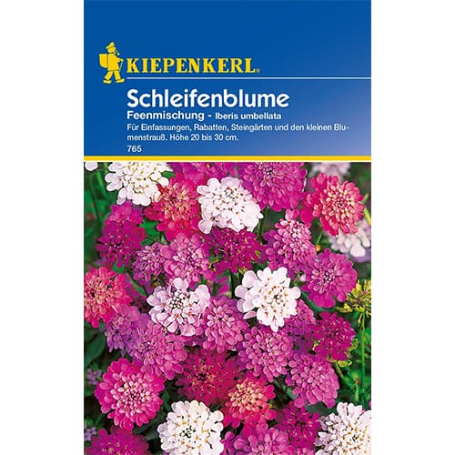 Mūžzaļā airene interface.image 1 interface.art 77419