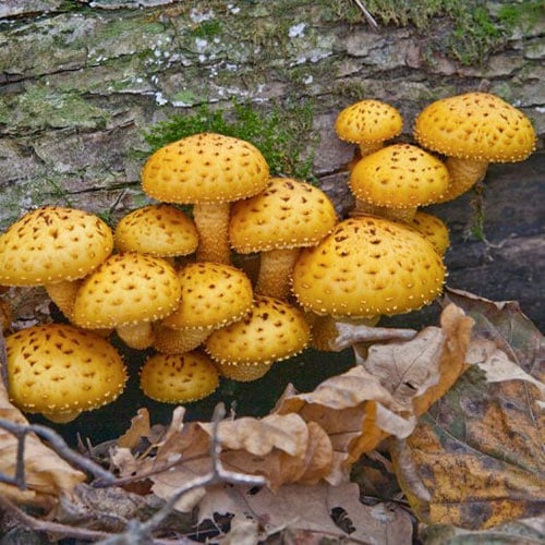 Nameko interface.image 1 interface.art 96884