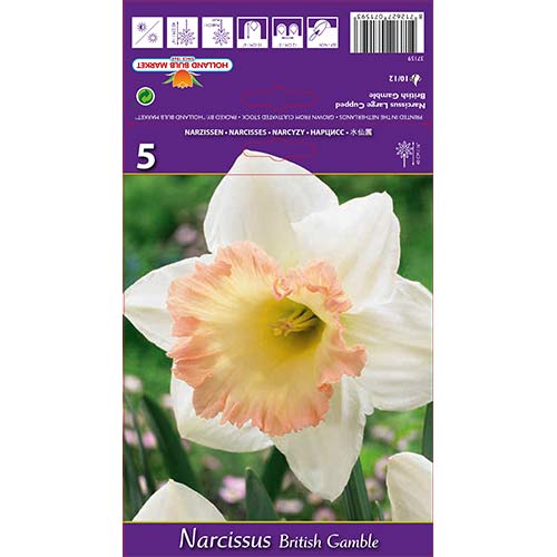 Lielziedu narcises British Gamble interface.image 1 interface.art 67642