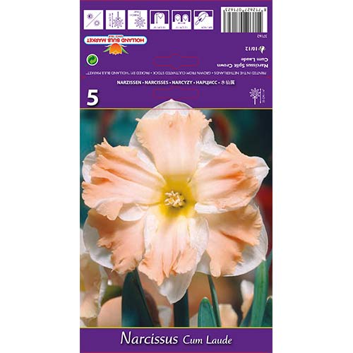 Narcise Cum Laude interface.image 1 interface.art 68098