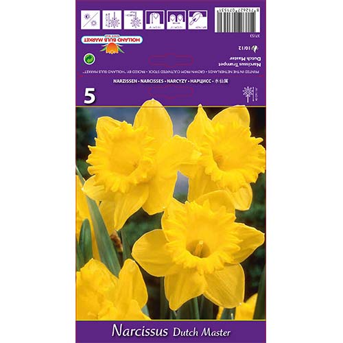 Lielziedu narcises Dutch Master interface.image 1 interface.art 67647