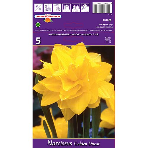 Narcise Golden Ducat interface.image 1 interface.art 68096