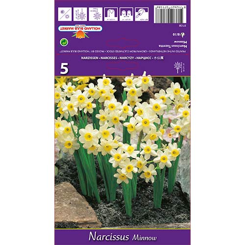 Narcises miniatūrās Minnow interface.image 1 interface.art 67652