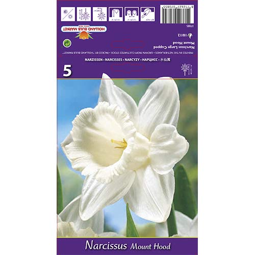 Lielziedu narcises Mount Hood interface.image 1 interface.art 70214