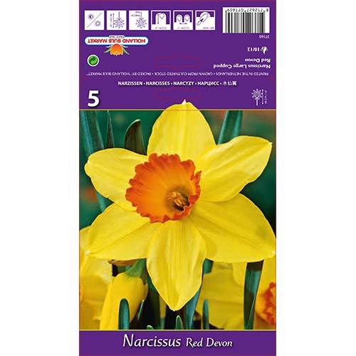 Lielziedu narcises Red Devon interface.image 1 interface.art 67659