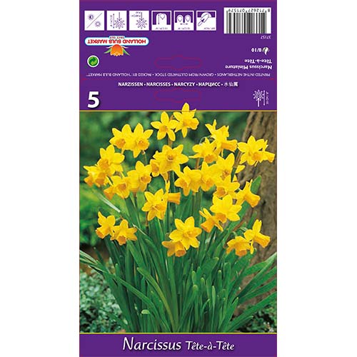 Narcises miniatūrās Tete-a-Tete interface.image 1 interface.art 67664