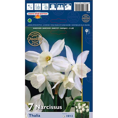 Narcise Thalia interface.image 1 interface.art 70236