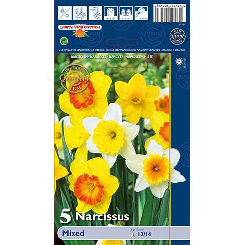 Narcises lielvainadziņa, krāsu mix interface.image 1 interface.art 67665