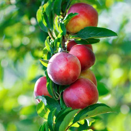 Nektarīns (columnar) Orion interface.image 1 interface.art 2016