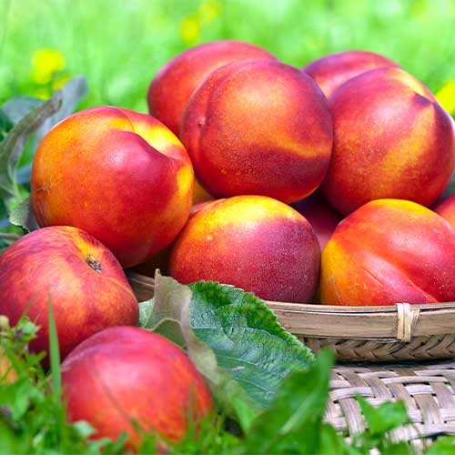 Nektarīns Fire Earth, С2 interface.image 1 interface.art 4285