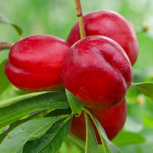 Nektarīns Late Love, С2 interface.image 1 interface.art 1629