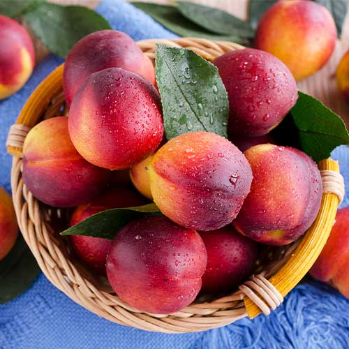 Nektarīns Orion interface.image 1 interface.art 7983