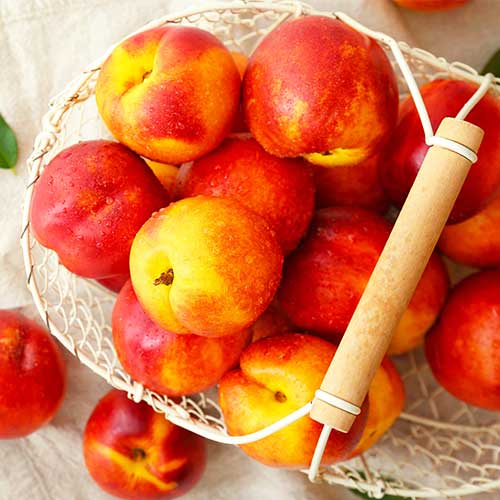 Nektarīns Orlando interface.image 1 interface.art 4288