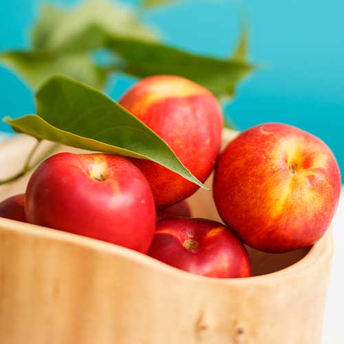 Nektarīns Star Coral, C2 interface.image 1 interface.art 9685