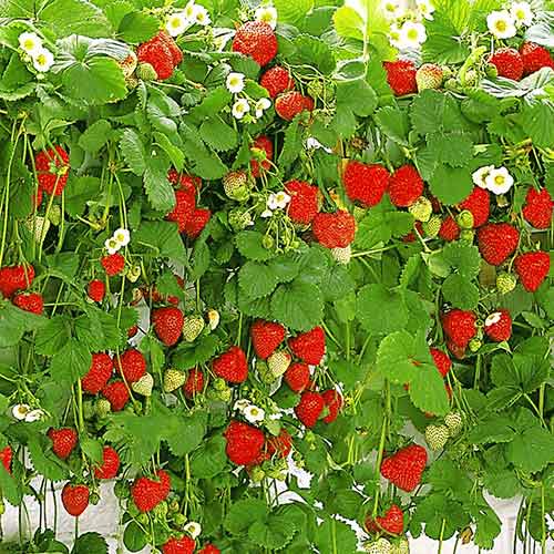 Nokarenās zemenes interface.image 1 interface.art 5395