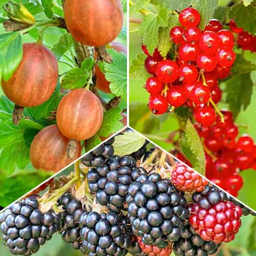 Ogu komplekts Multiwitamina, 3 stādi interface.image 1 interface.art 5848