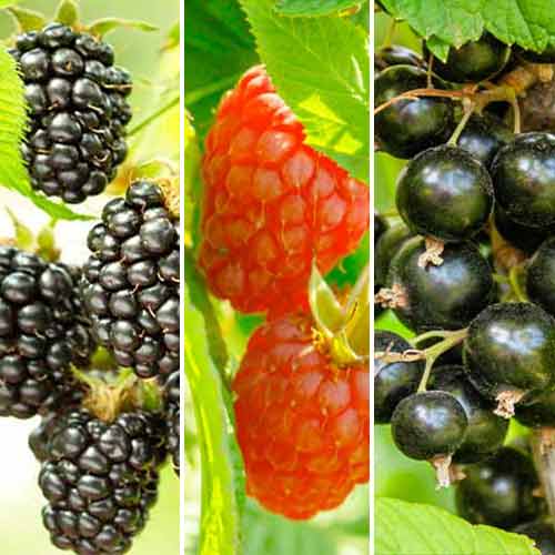 Ogu komplekts Smoothie, 3 stādi interface.image 1 interface.art 5847