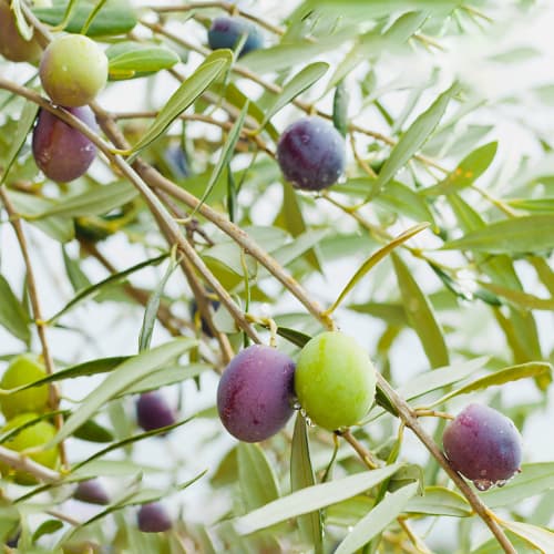 Olīvkoks Amfisis, C2 interface.image 1 interface.art 9679