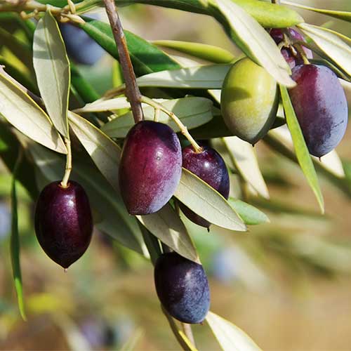 Olīvkoks Arbequina, С2 interface.image 1 interface.art 7964