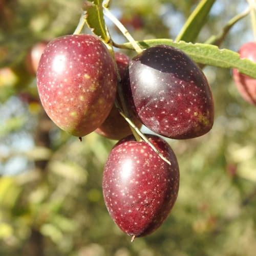 Olīvkoks Carolea, C2 interface.image 1 interface.art 9680