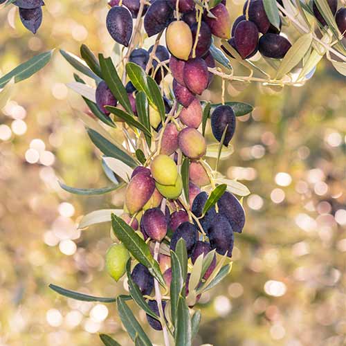 Olīvkoks (columnar) Arbequina interface.image 1 interface.art 2017