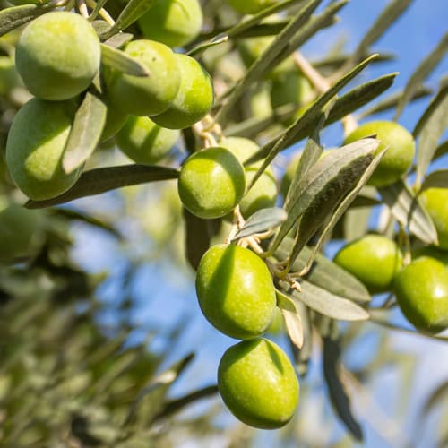 Olīvkoks Damaskinati, C2 interface.image 1 interface.art 9682