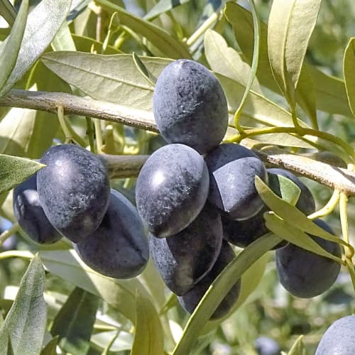 Olīvkoks Kalamon, C2 interface.image 1 interface.art 9683