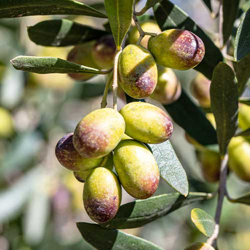 Olīvkoks Prodromoy, С2 interface.image 1 interface.art 7963