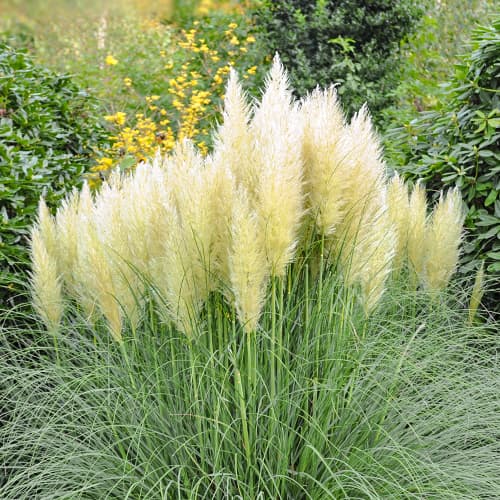 Pampuzāle Cortaderia Pumila, P9 interface.image 1 interface.art 5447