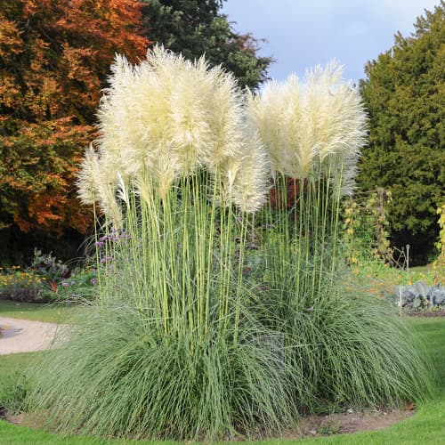 Pampuzāle Cortaderia White Feather, С2 interface.image 1 interface.art 4753