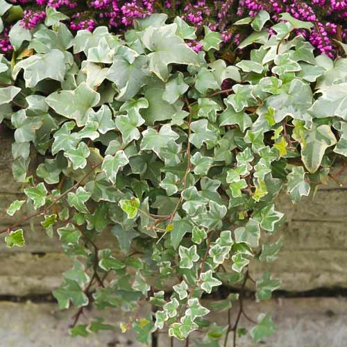 Parastā efeja Bialystok, С2 interface.image 1 interface.art 8217