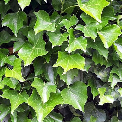 Parastā efeja Hedera hibernica, P9 interface.image 1 interface.art 9081