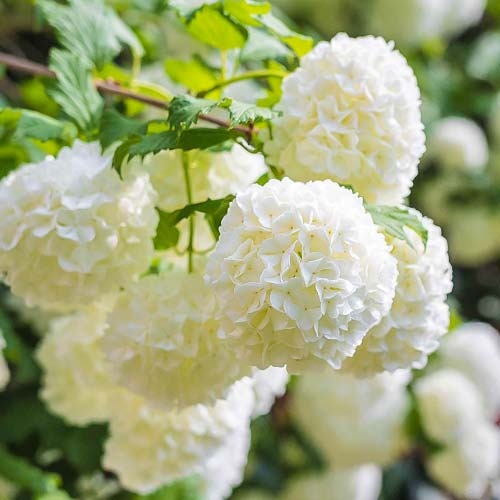 Parastā irbene Roseum, P9 interface.image 1 interface.art 9048