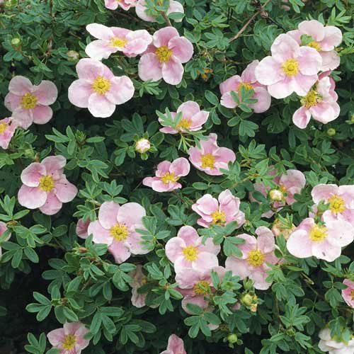 Parastā klinšrozīte Princess, С2 interface.image 1 interface.art 8569