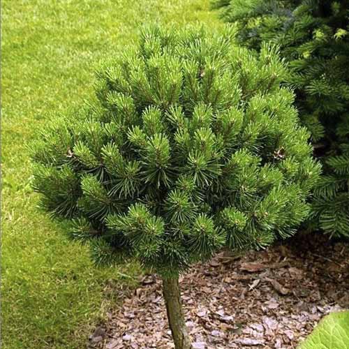 Parastā priede Treasure, C5 interface.image 1 interface.art 8260